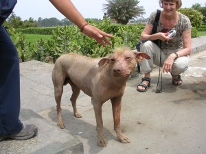 Inca Dog Is this the most beautiful dog in the World?