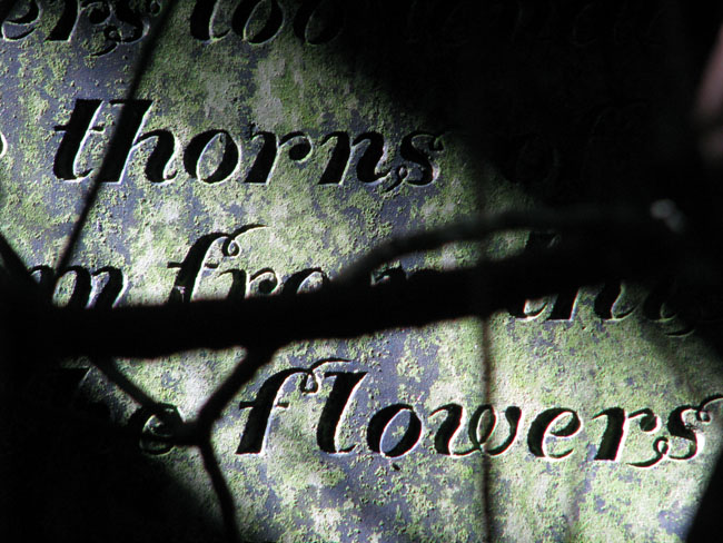 thornsflowers thornsflowers
