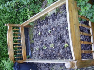 The Raised Bed On My Allotment